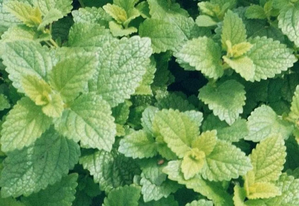 Melissa officinalis