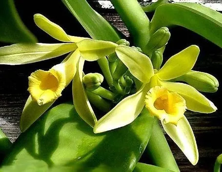 Fiori della vaniglia