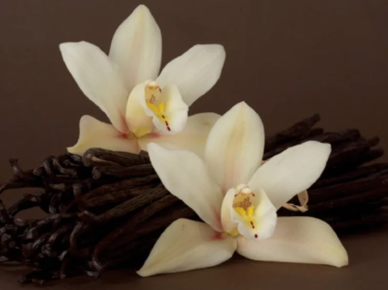 Fiori e bacche di vaniglia