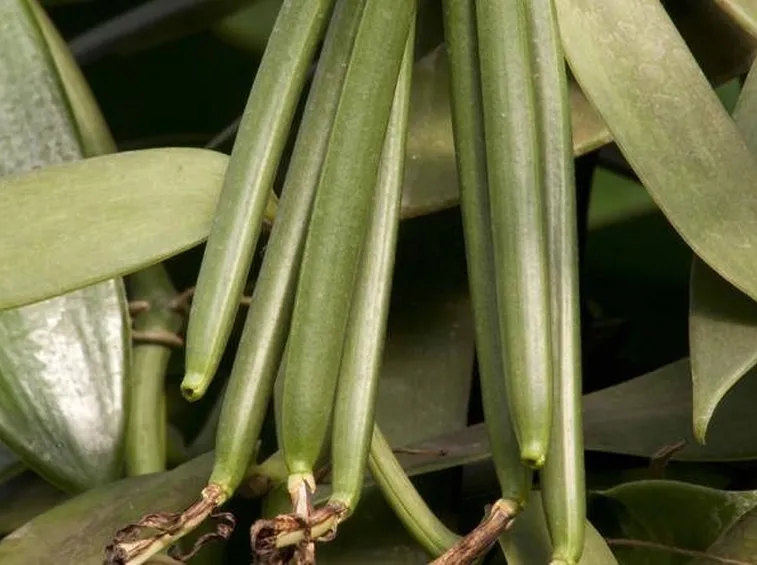 Bacche di vaniglia