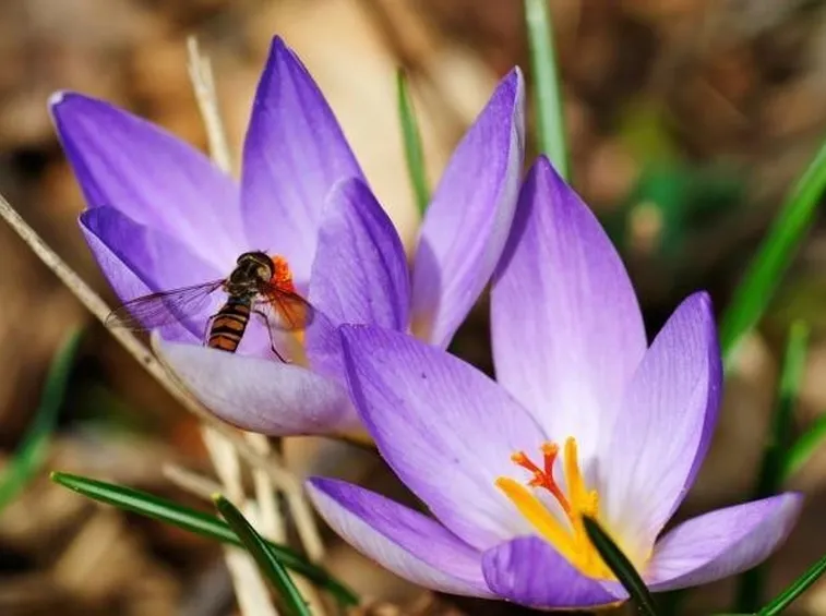 Il fiore
