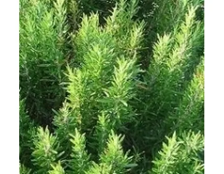 piante aromatiche