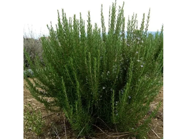 piante aromatiche 2