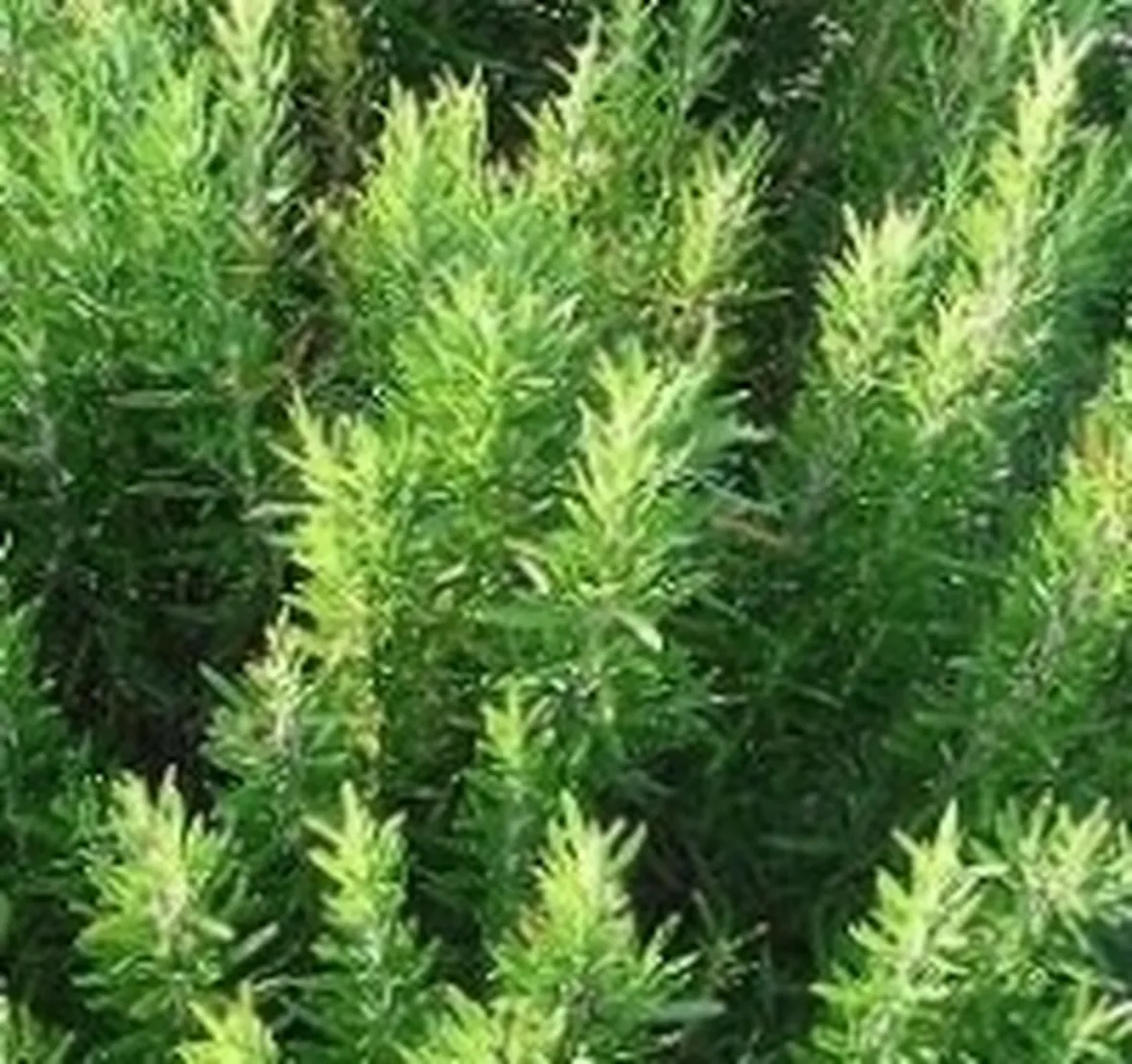piante aromatiche