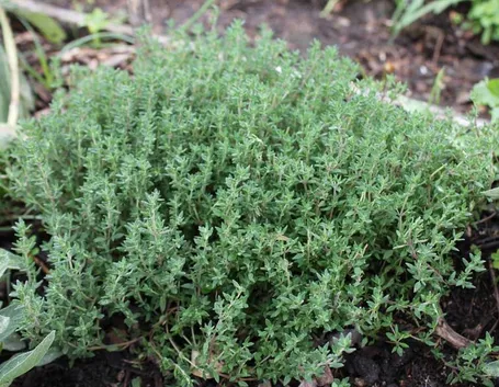 Pianta piperna