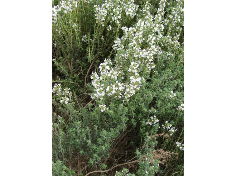Pipernia fiori