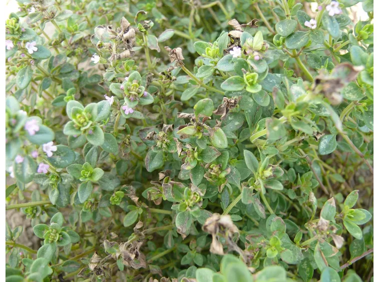 Pianta attaccata funghi