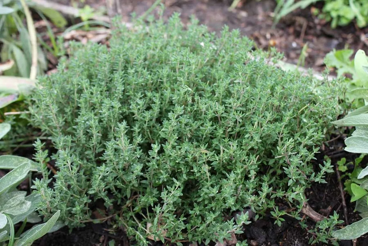 Pianta piperna