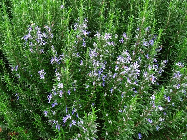 Rosmarino in fiore
