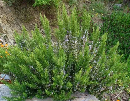 Cespuglio pianta rosmarino
