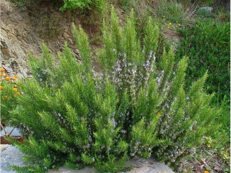 Cespuglio pianta rosmarino