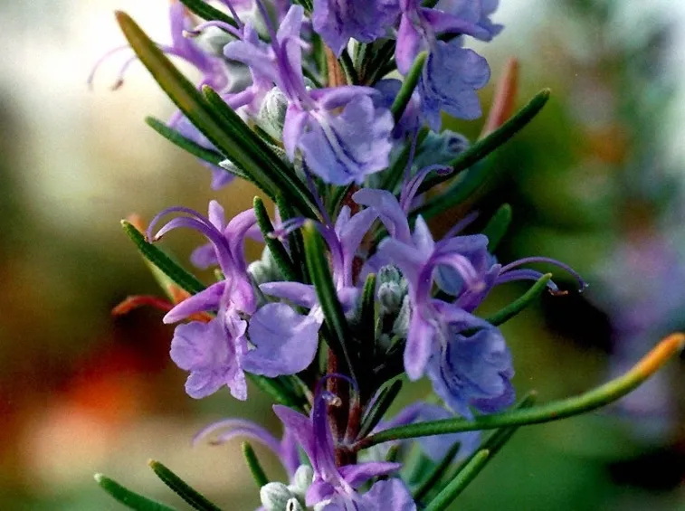 Fiori della pianta del rosmarino