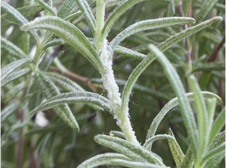 Pianta di rosmarino colpita dal mal bianco