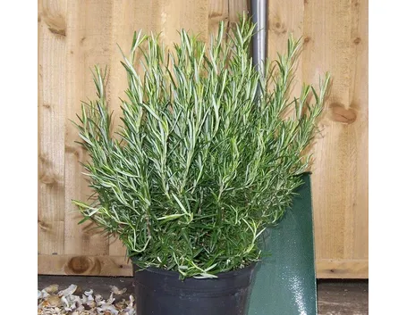 Rosmarinus officinalis