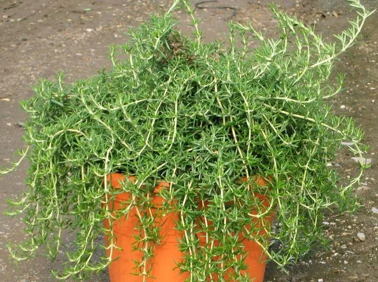 Rosmarinus officinalis prostratus