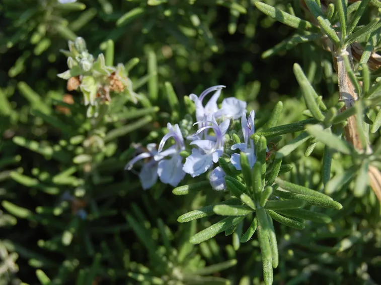 I delicati fiori di rosmarino prostrato
