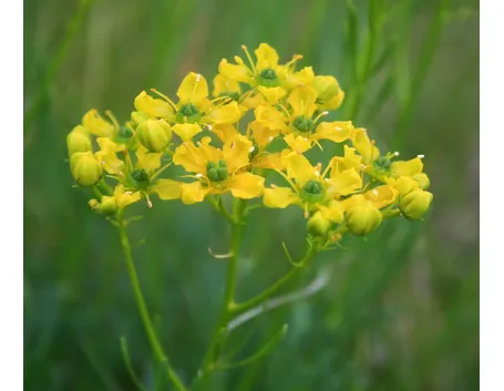 Un cespuglio di Ruta graveolens