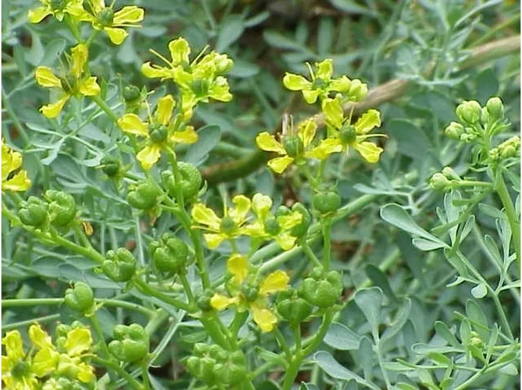 Fiori di Ruta graveolens
