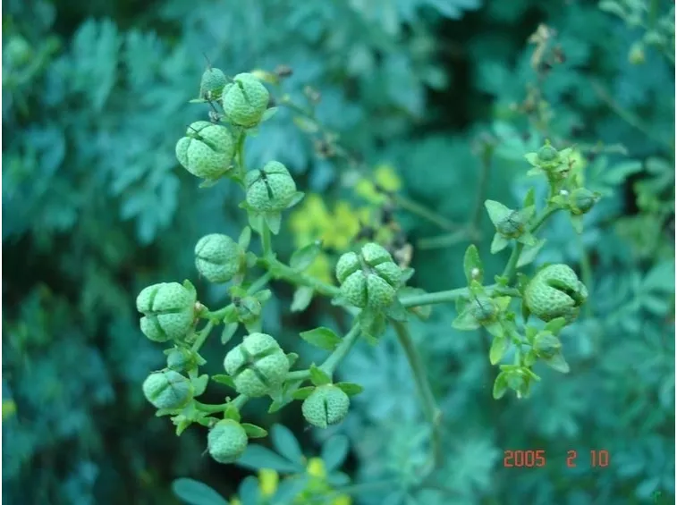 Frutti di Ruta graveolens