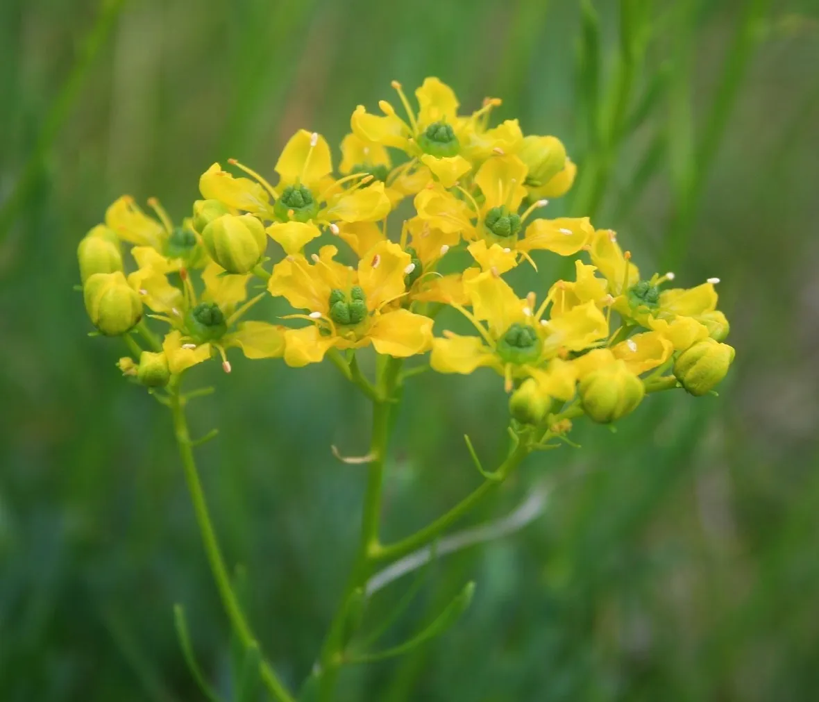 Un cespuglio di Ruta graveolens