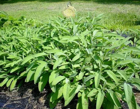 coltivare salvia