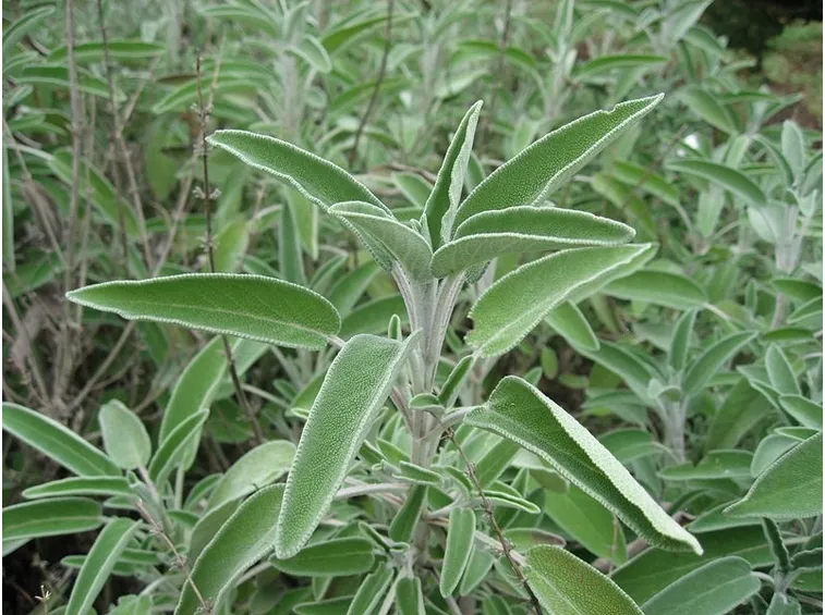Pianta di salvia