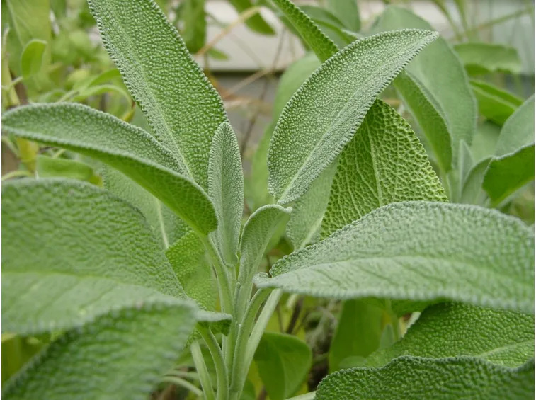 Salvia pronta per la raccolta