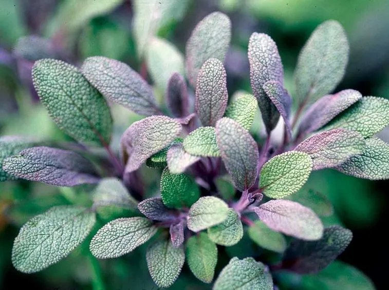Bellissime foglie di salvia