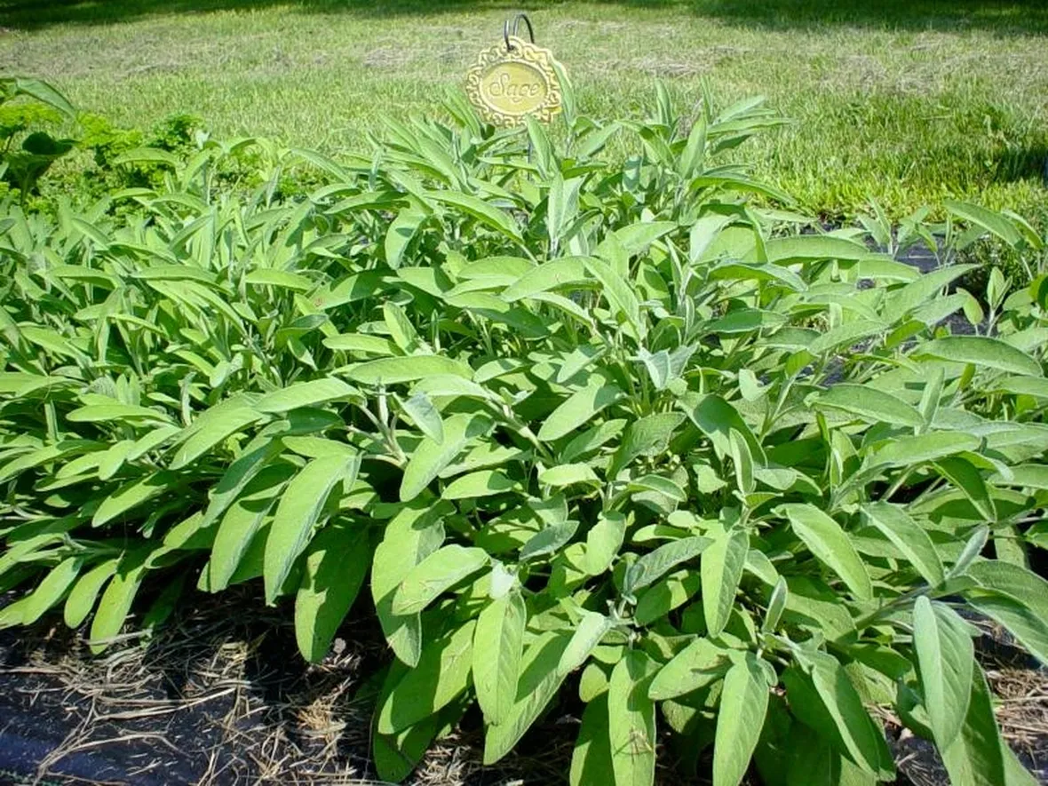 coltivare salvia
