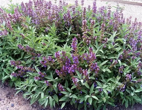Cespuglio di Salvia officinalis
