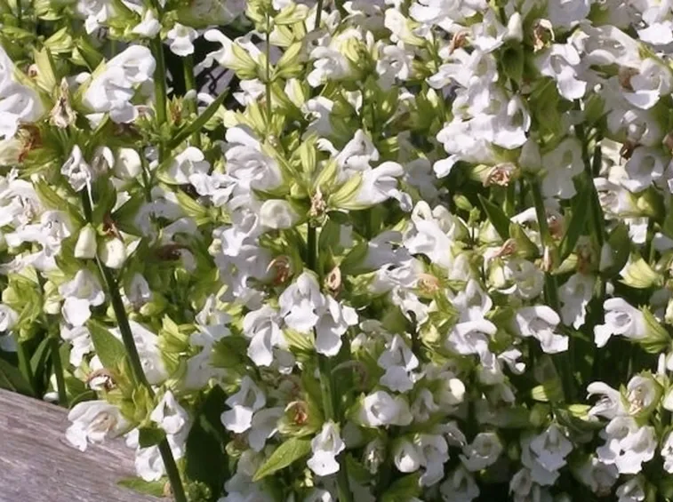 Pianta di Salvia officinalis albiflora