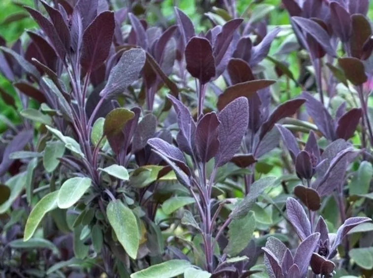 Pianta di Salvia officinalis purpurascens