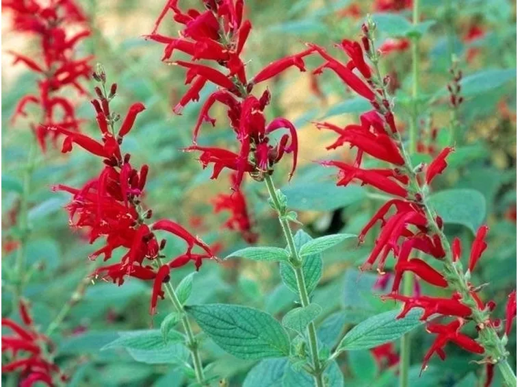 Pianta di Salvia rutilans