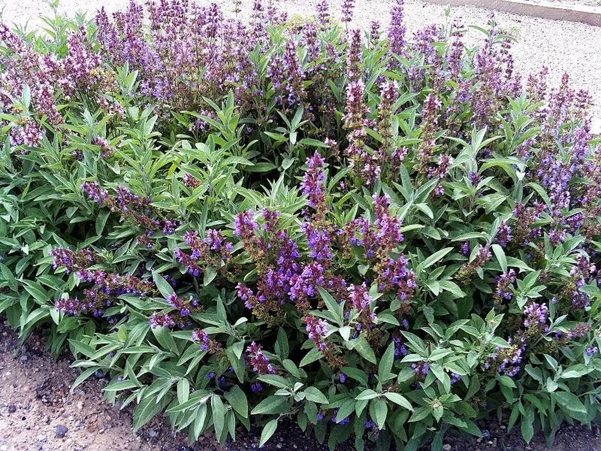 Cespuglio di Salvia officinalis