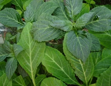 primo piano pianta salvia divinorum