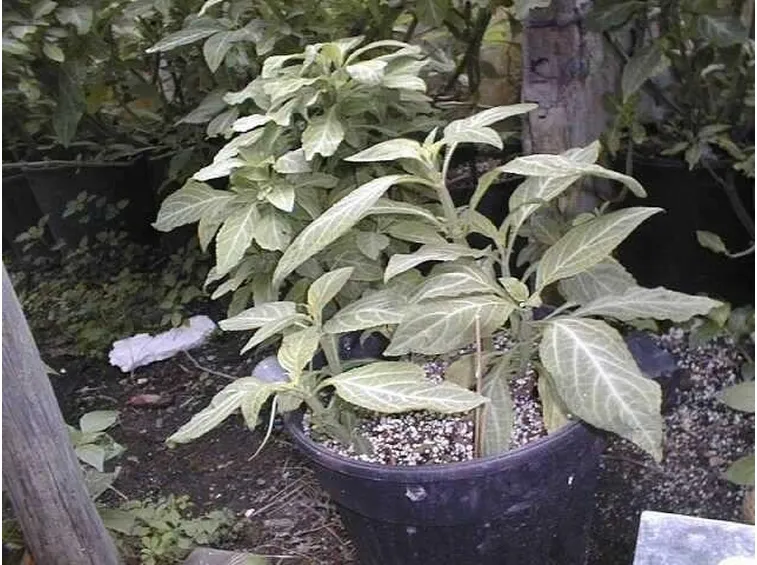 due piccole piante di salvia divinorum in un grosso vaso