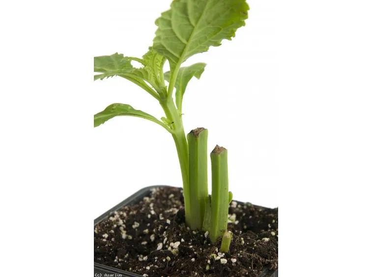 talea di salvia divinorum piantata in vaso