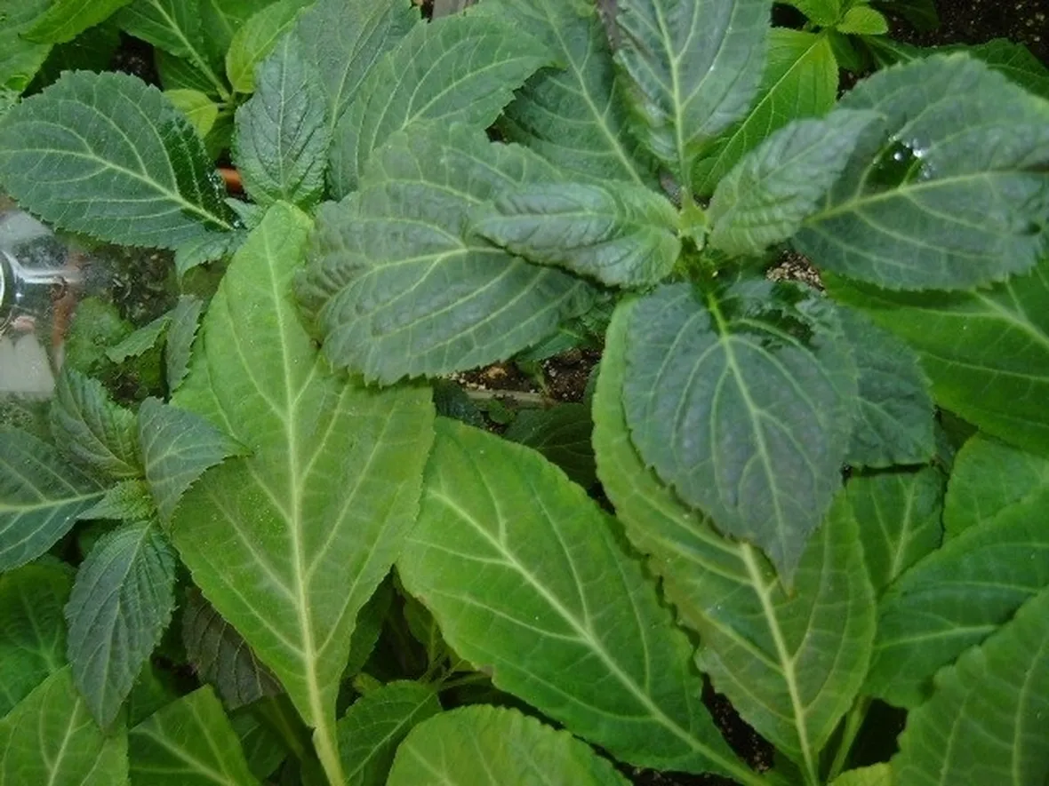 primo piano pianta salvia divinorum