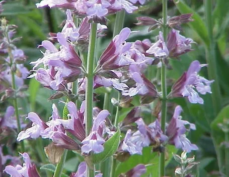 salvia officinalis fiori
