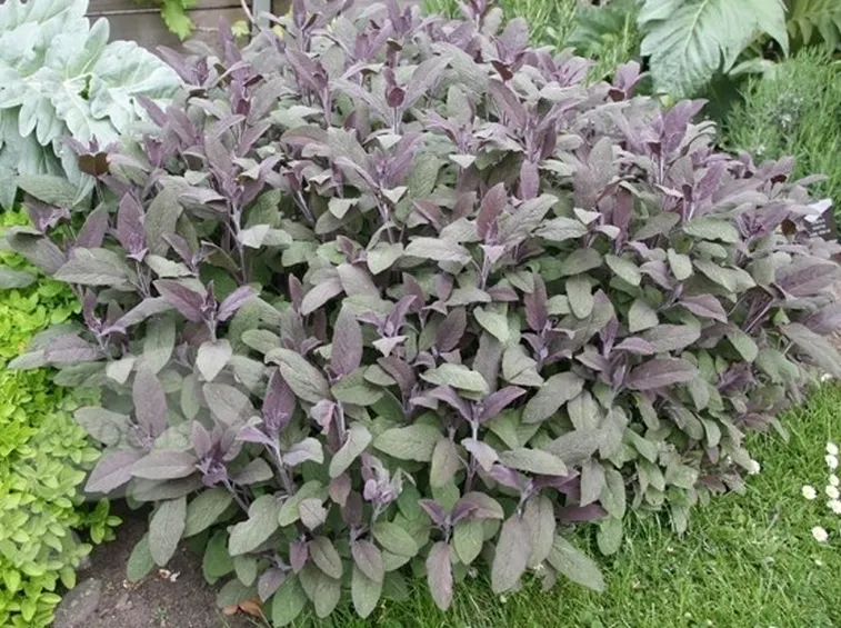 pianta di salvia officinalis