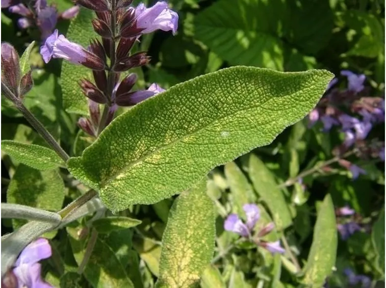salvia officinalis foglia