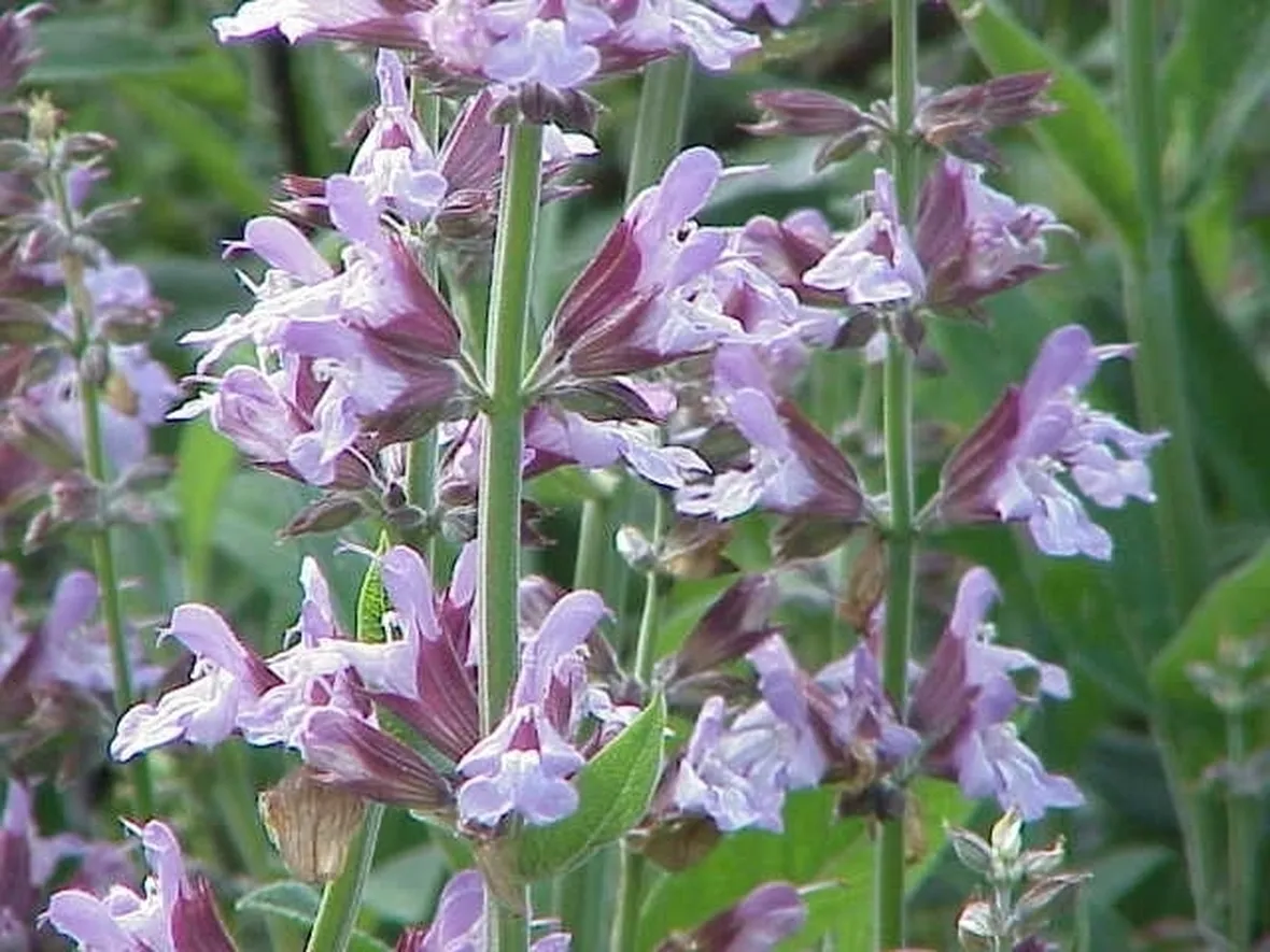 salvia officinalis fiori