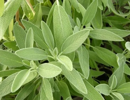 salvia officinalis