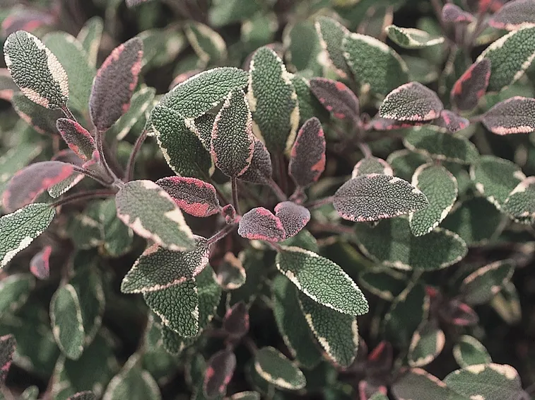 salvia variegata