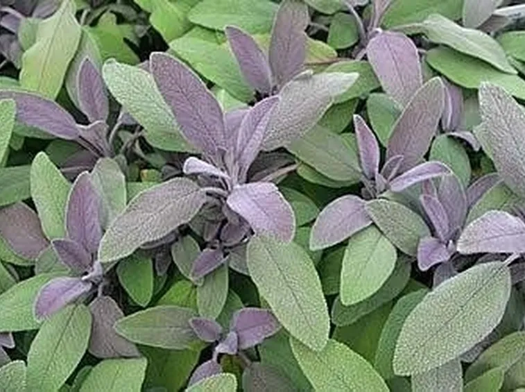 salvia