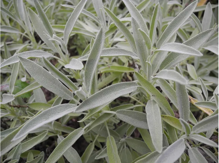 salvia foglia stretta