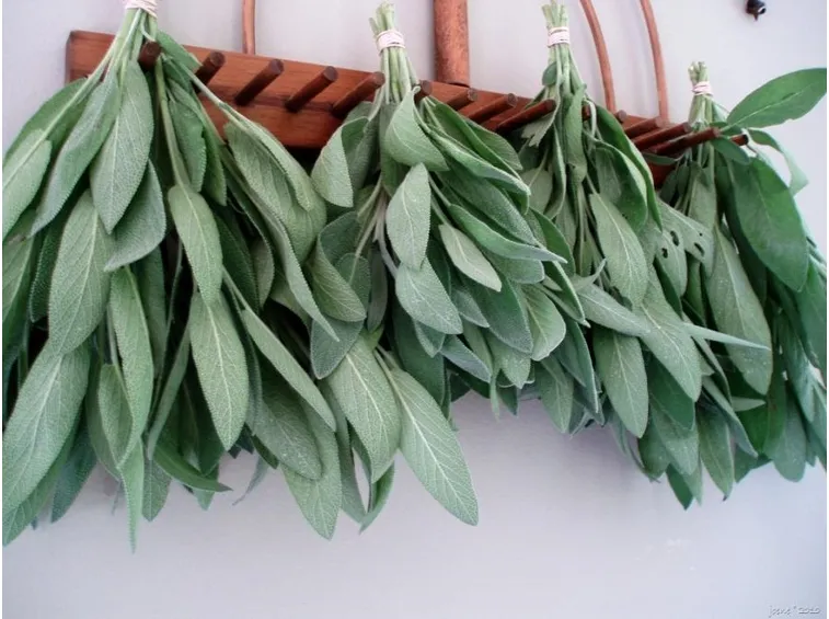 salvia mazzetti 