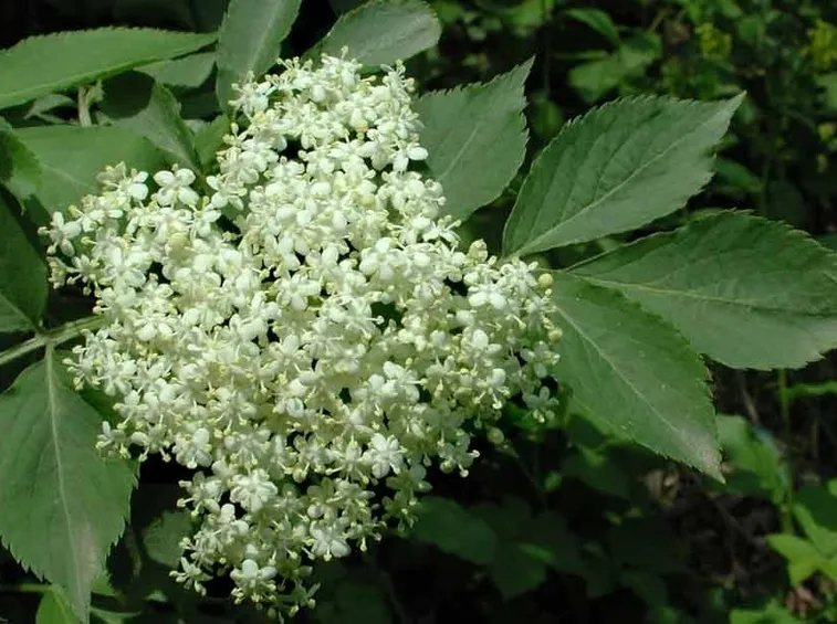 Fiori di sambuco