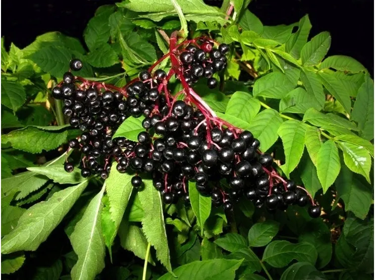 Bacche di sambucus nigra