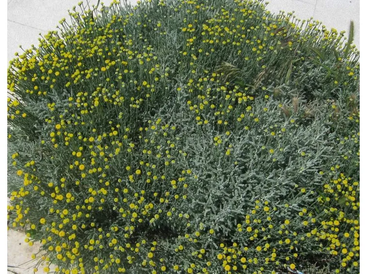 Fiori foglie